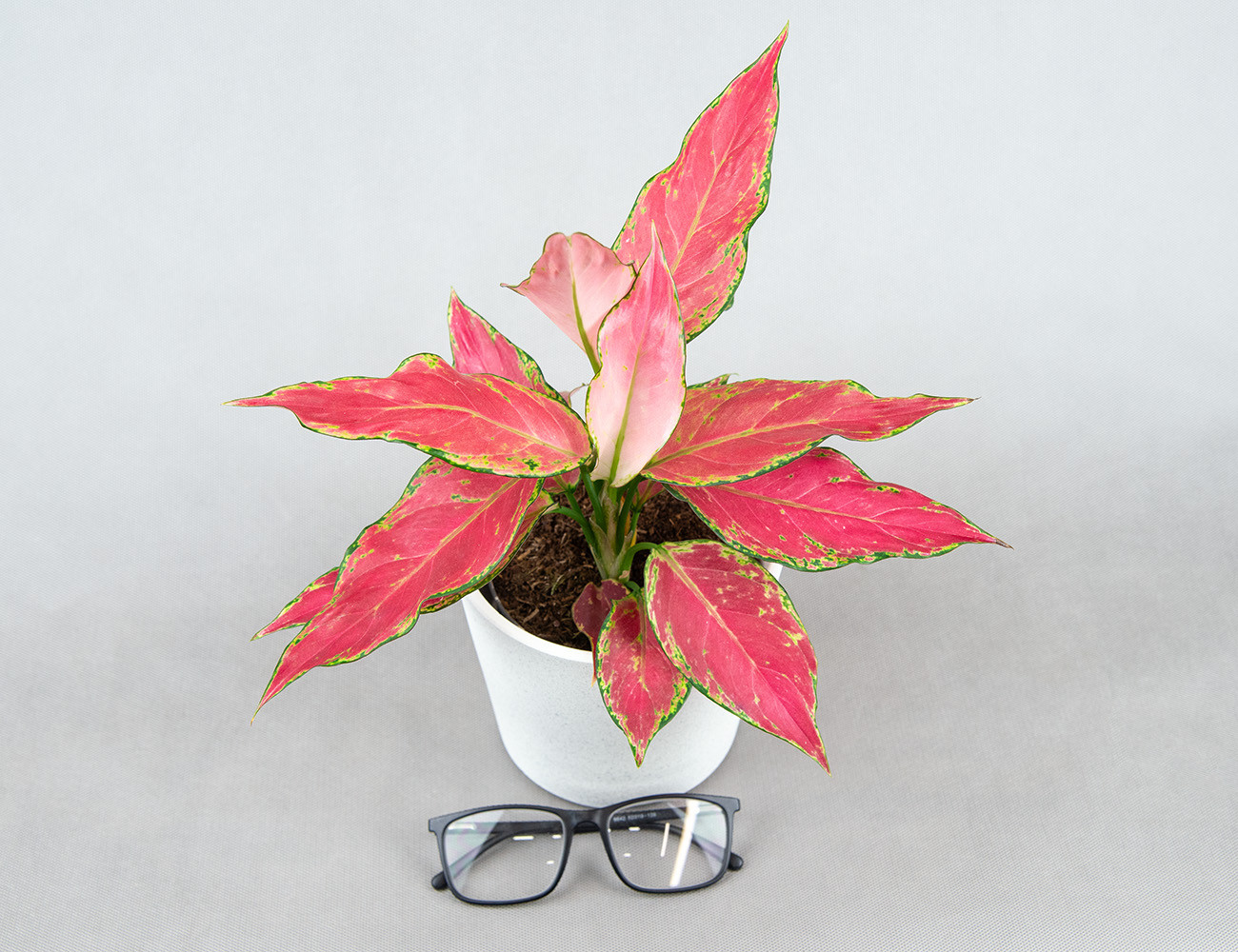 Аглаонема Cherry Baby Ø12