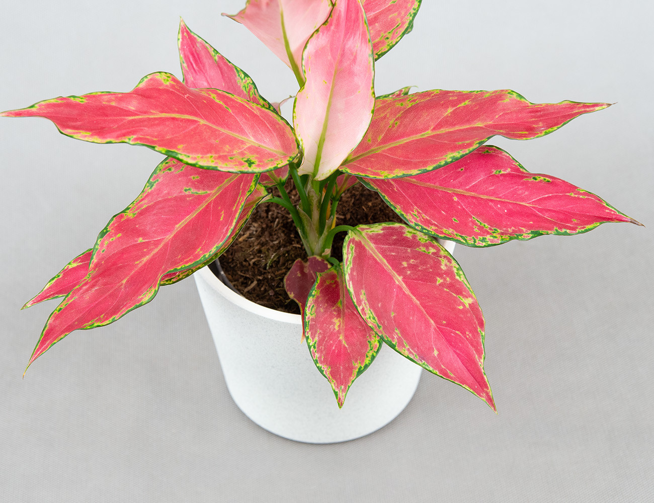 Аглаонема Cherry Baby Ø12