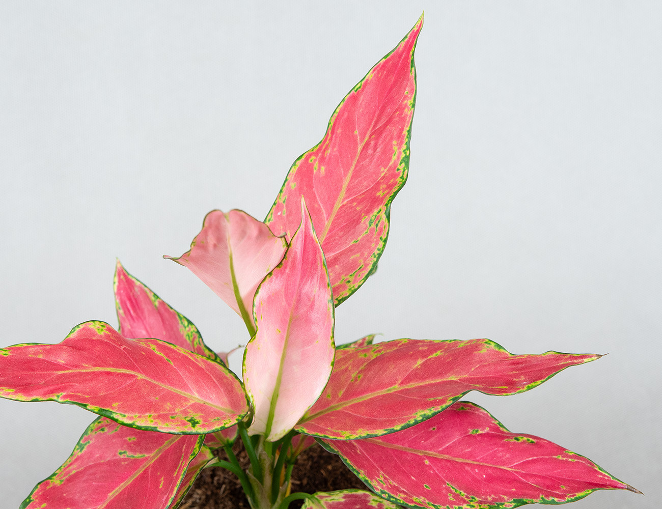 Аглаонема Cherry Baby Ø12