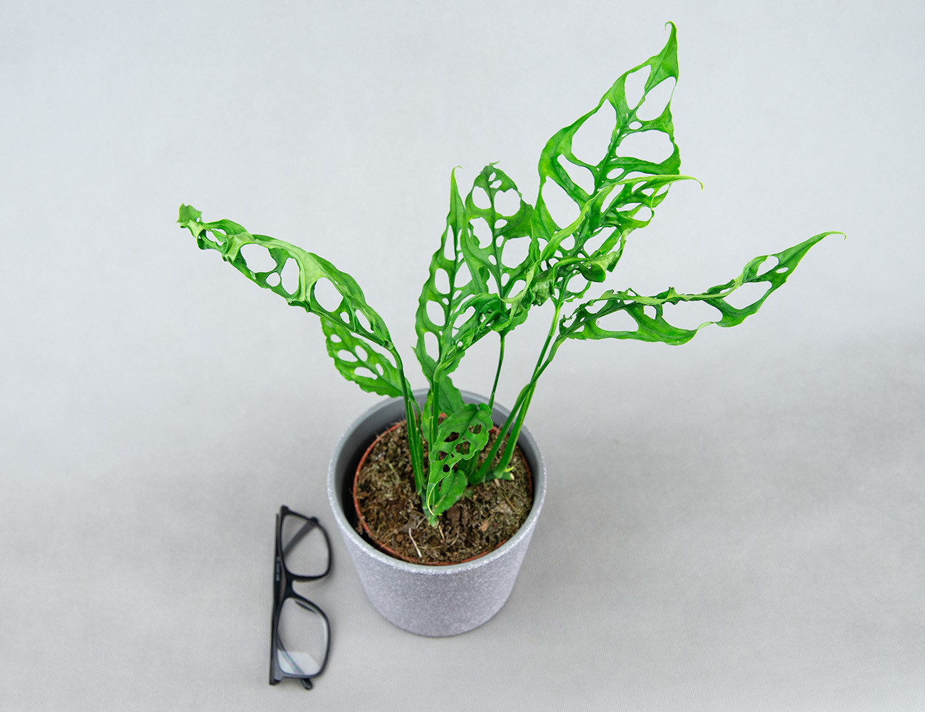 Монстера Обликва Перу