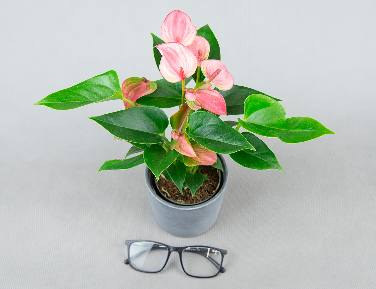 Антуриум Матата Ø9