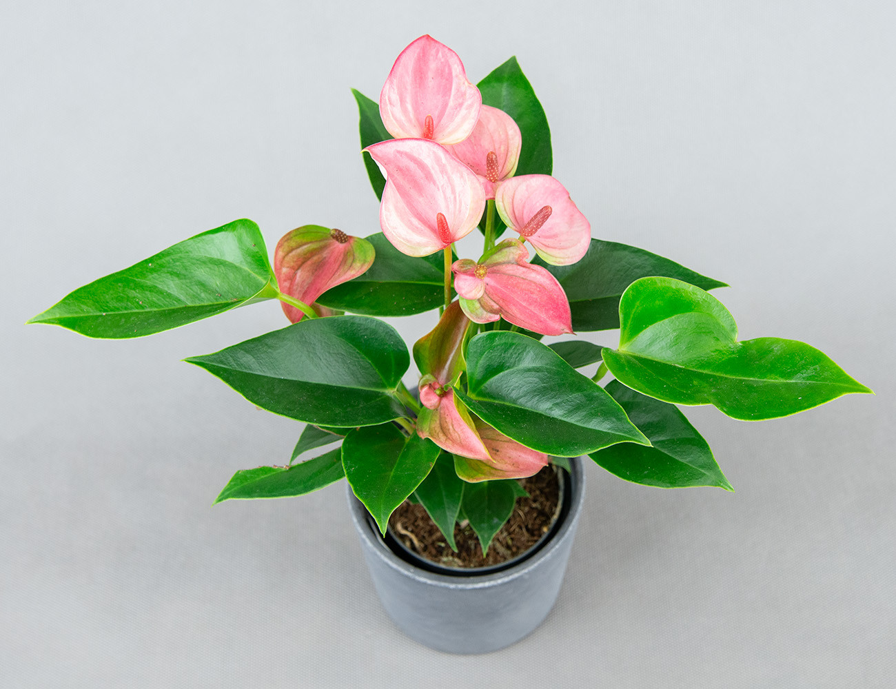 Антуриум Матата Ø9