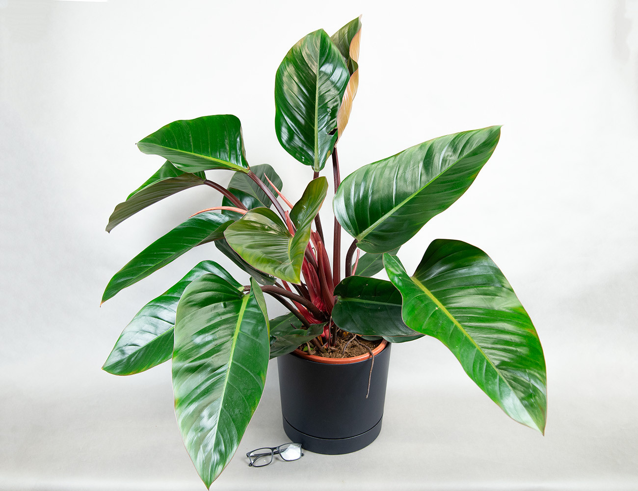 Филодендрон Конго Рэд Ø27