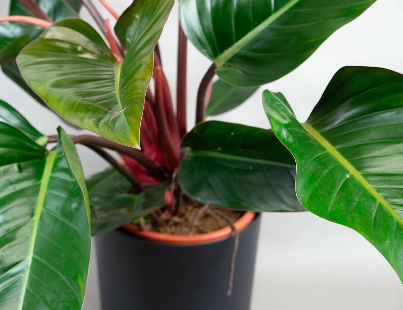 Филодендрон Конго Рэд Ø27