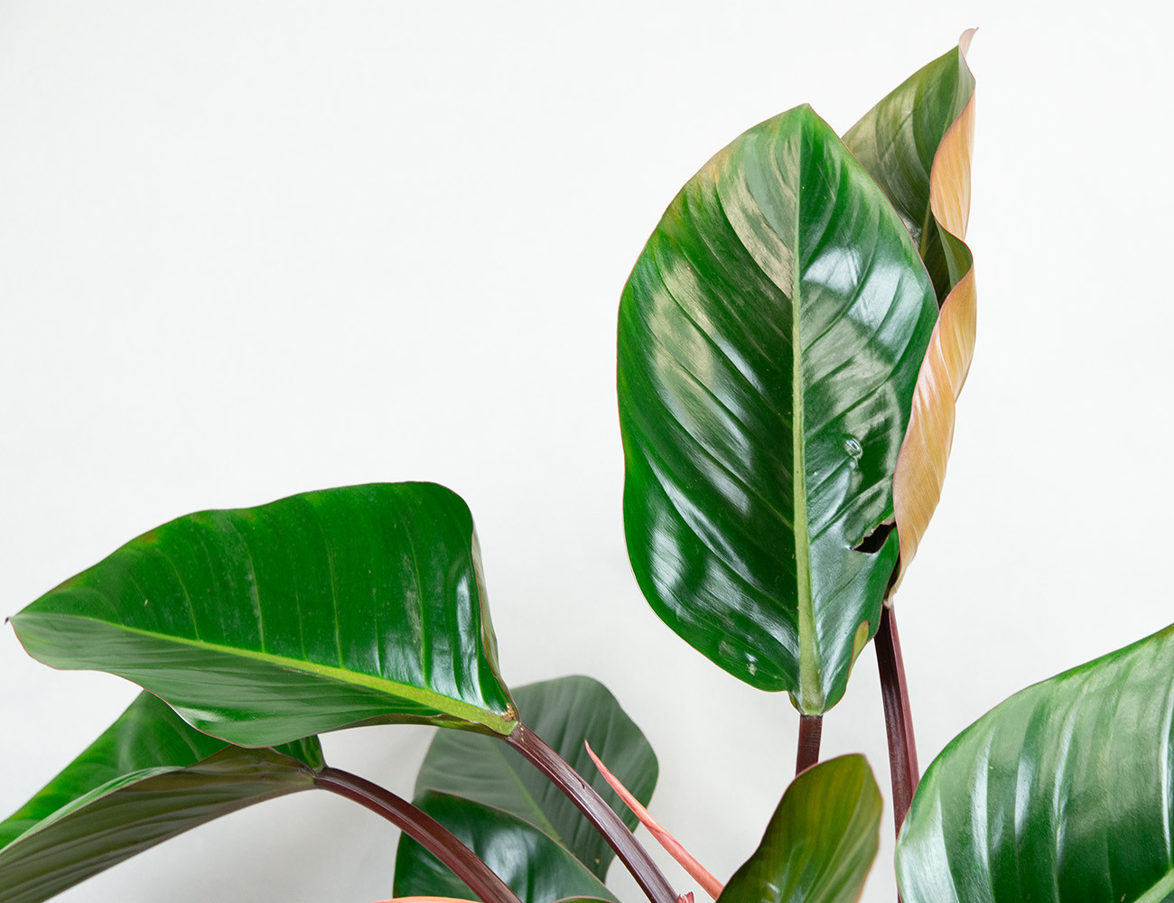 Филодендрон Конго Рэд Ø27