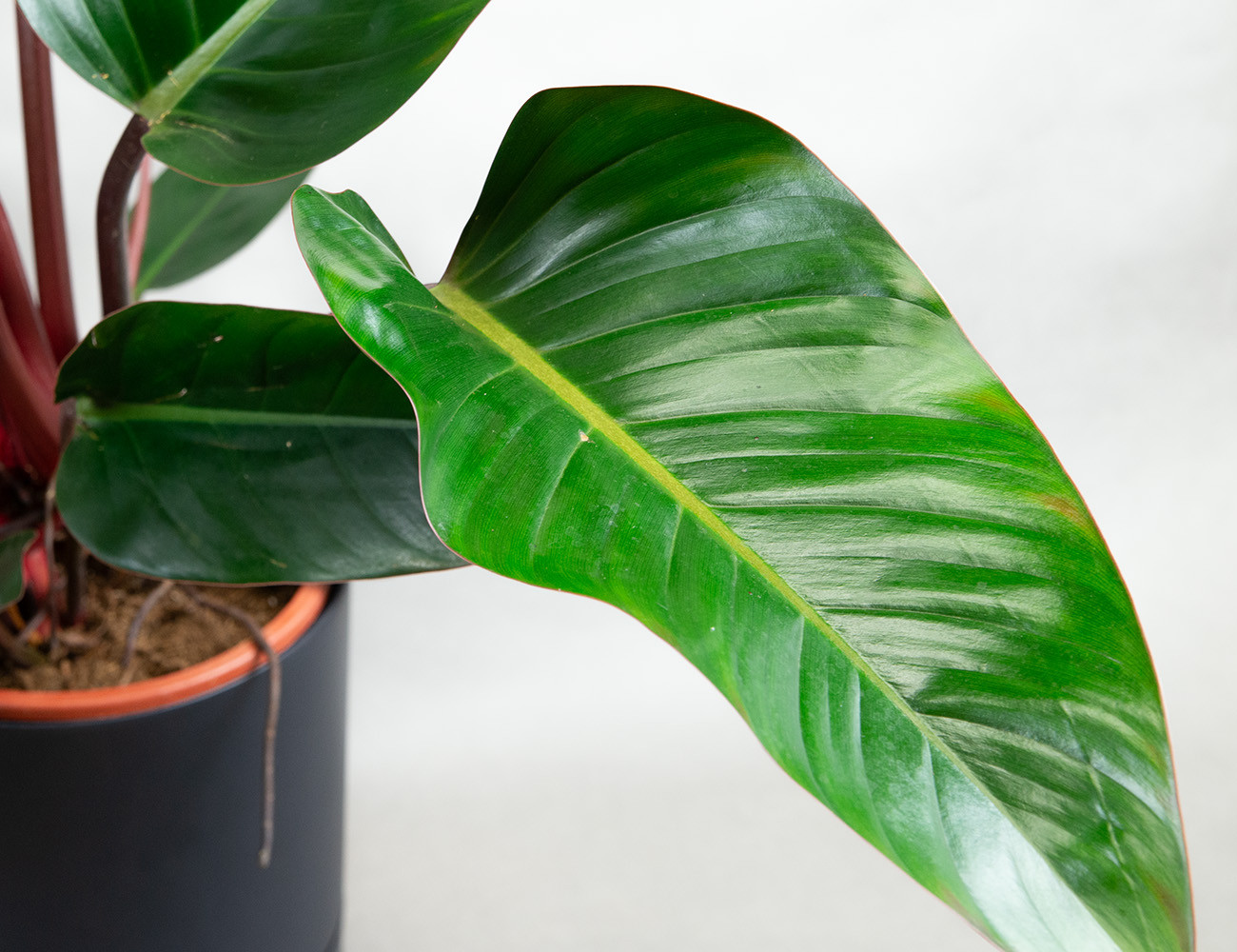 Филодендрон Конго Рэд Ø27