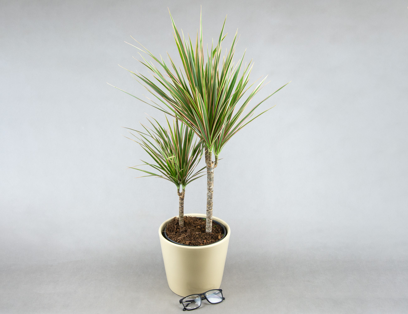 Драцена Маргината микс Ø19Н80