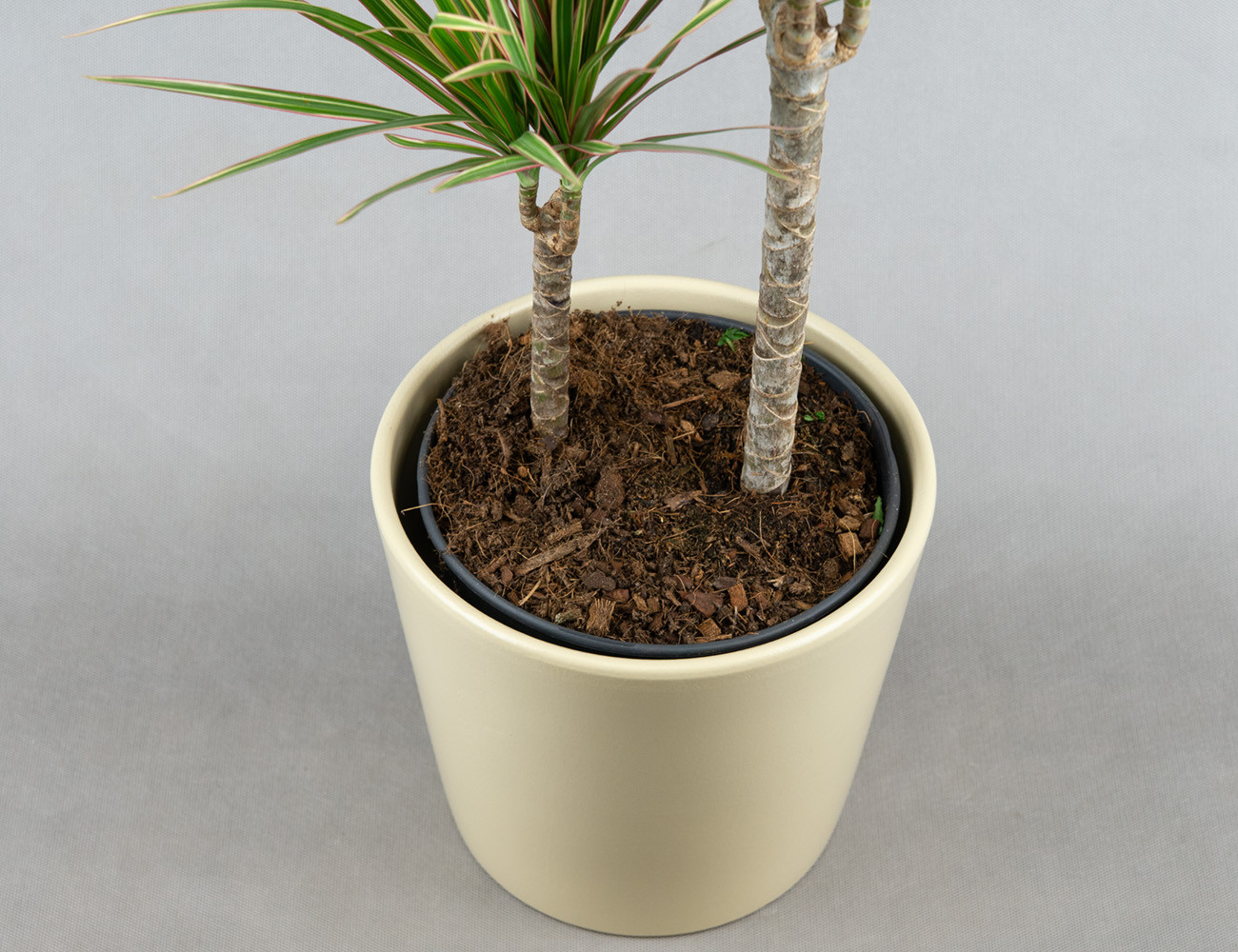 Драцена Маргината микс Ø19Н80