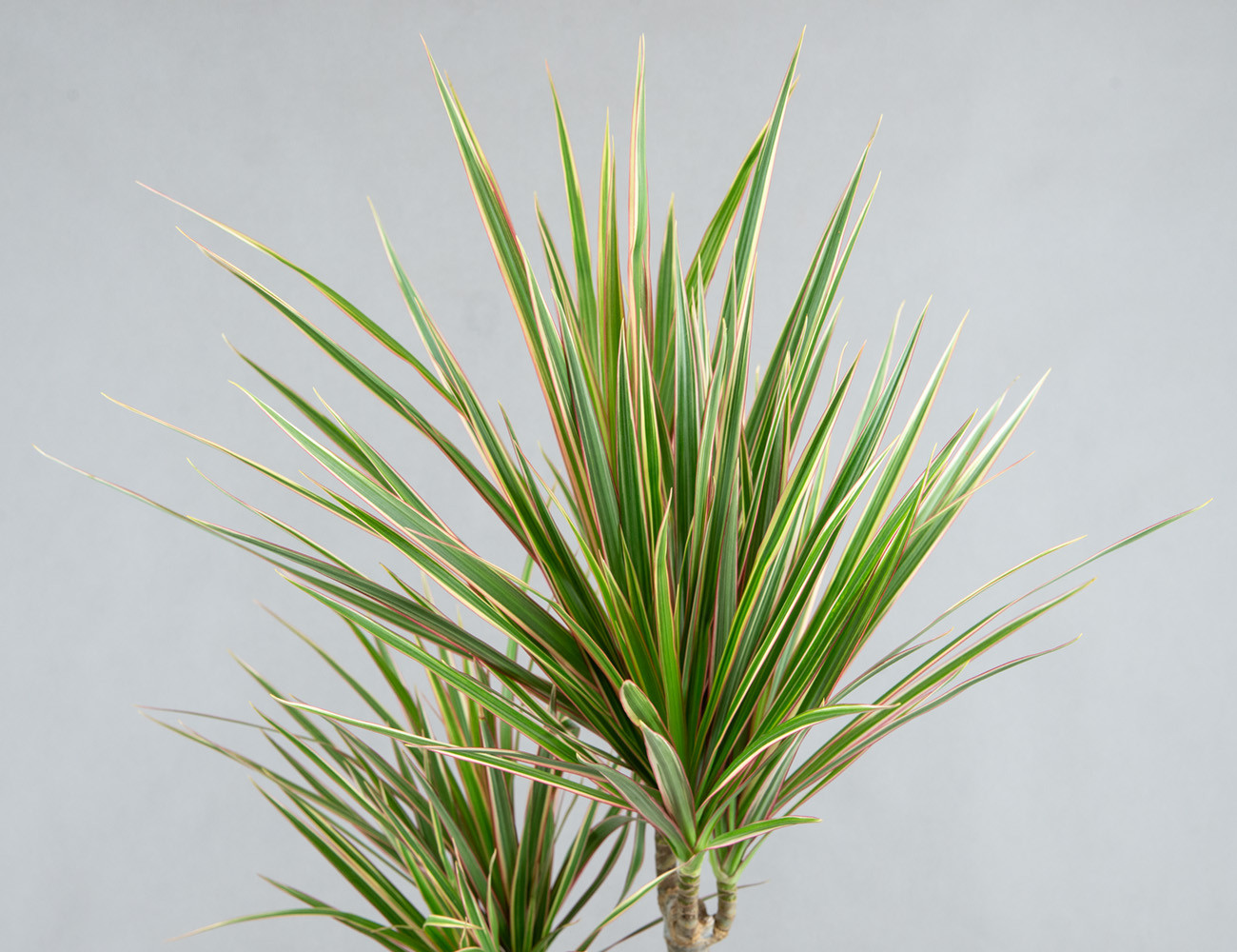 Драцена Маргината микс Ø19Н80