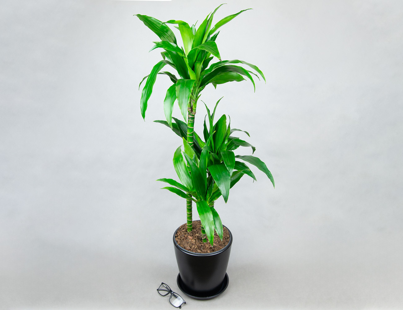 Драцена Джанет Крейг 120 см