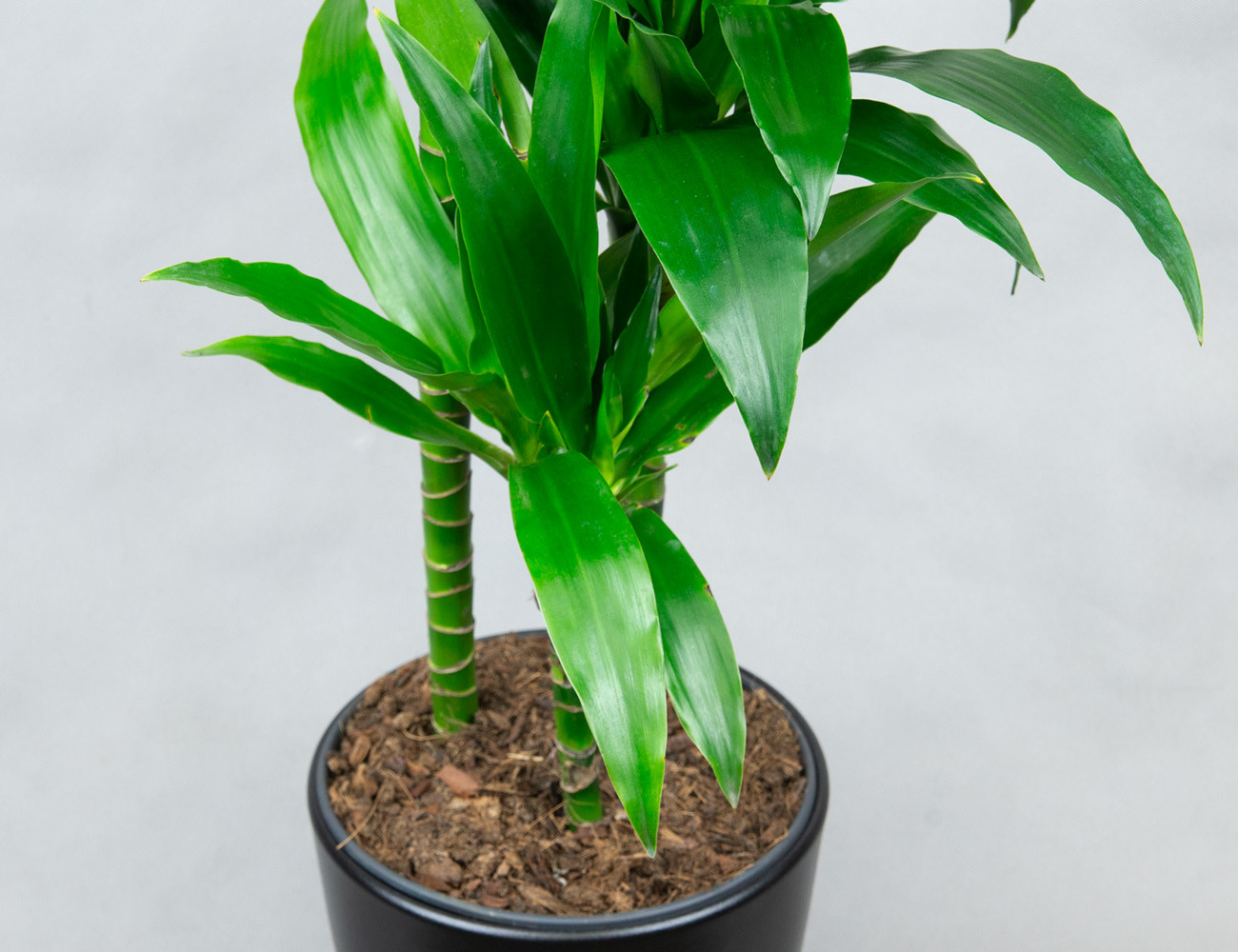 Драцена Джанет Крейг 120 см