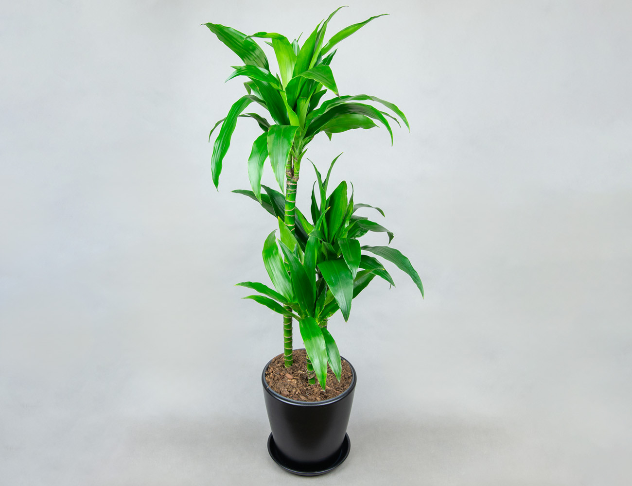 Драцена Джанет Крейг 120 см