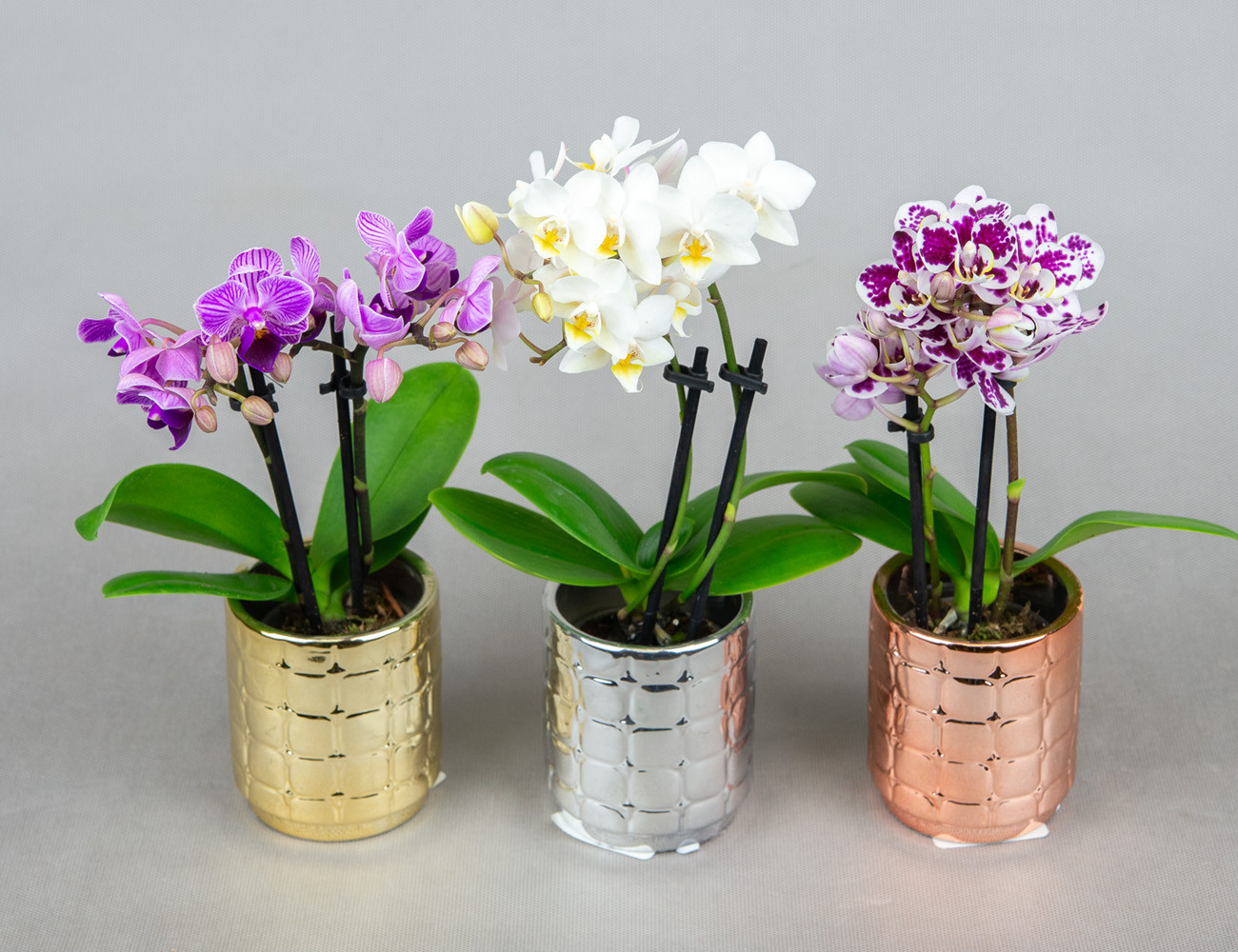 Мини орхидея микс Ø6 