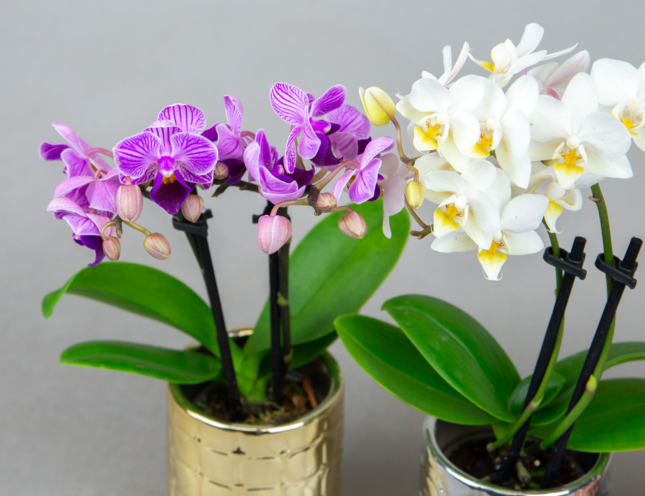 Мини орхидея микс Ø6 