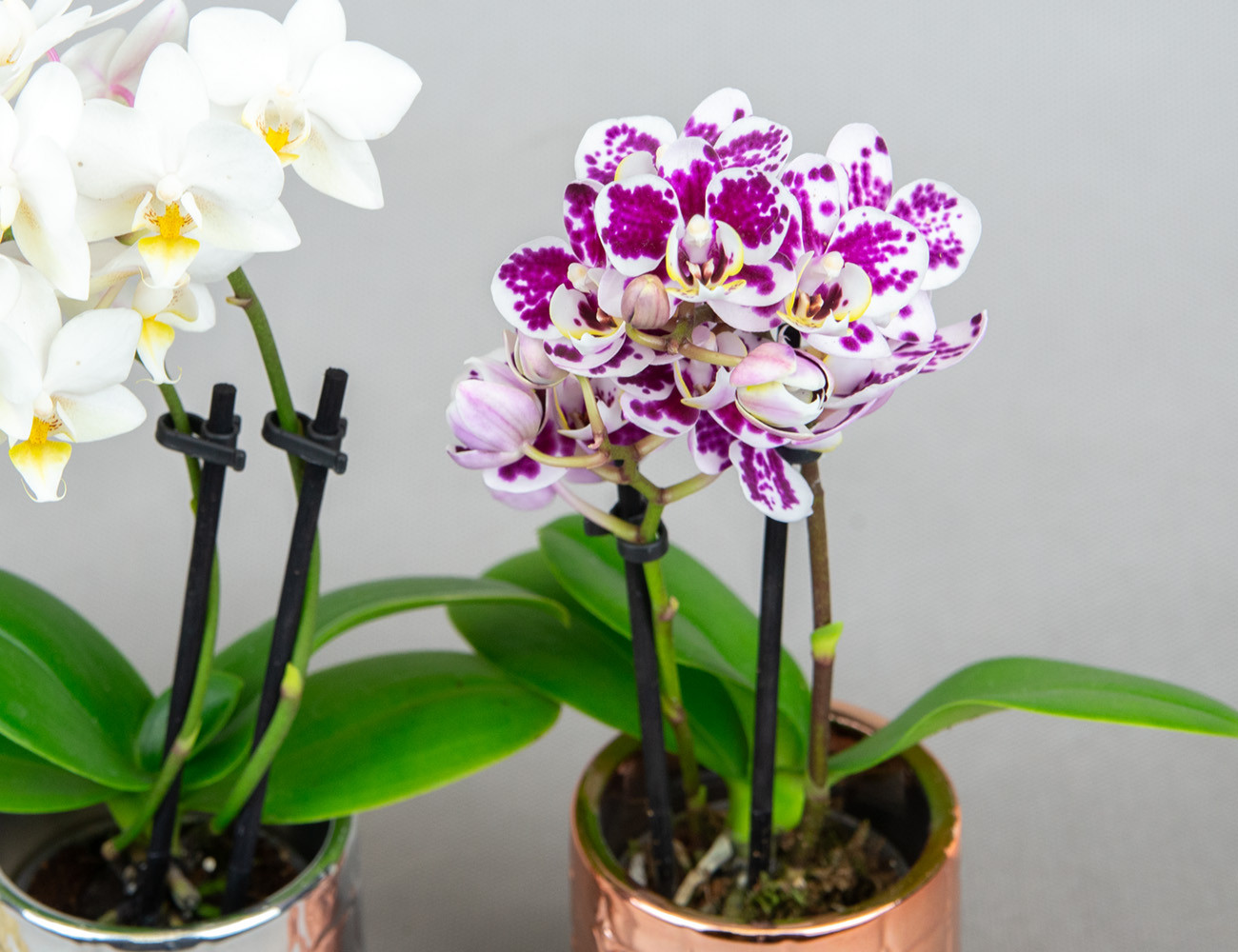 Мини орхидея микс Ø6 
