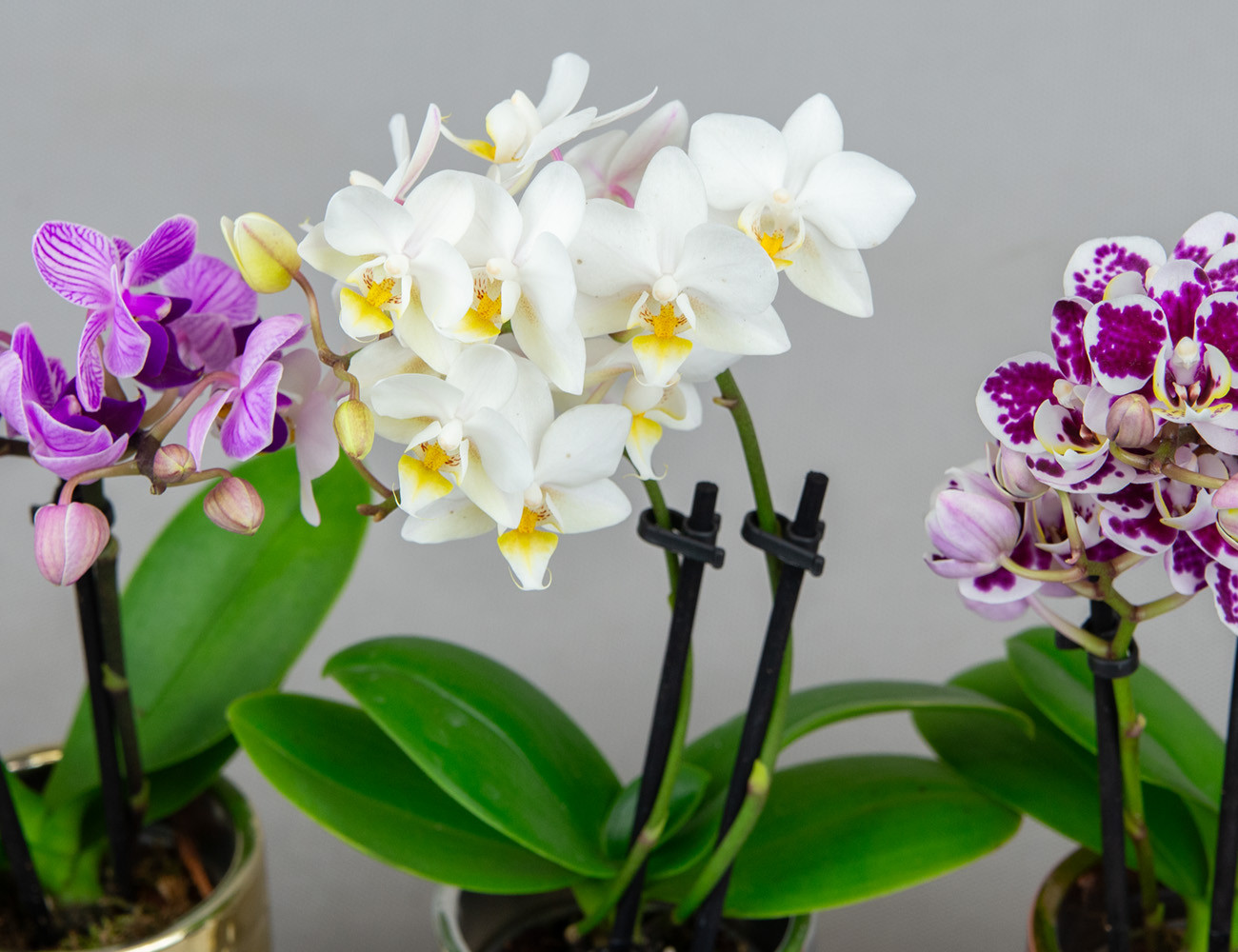 Мини орхидея микс Ø6 