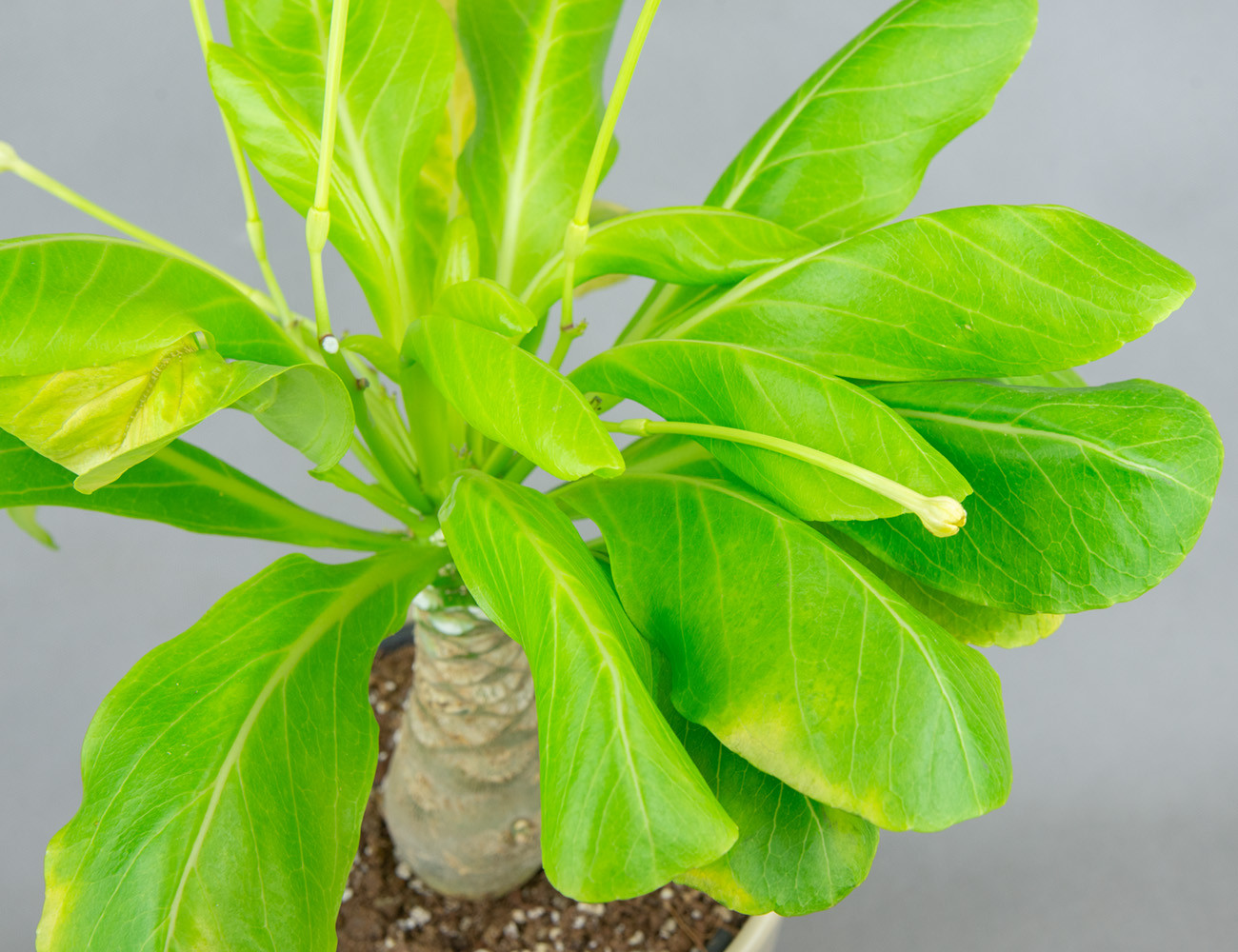 Гавайская пальма Бригамия Ø21