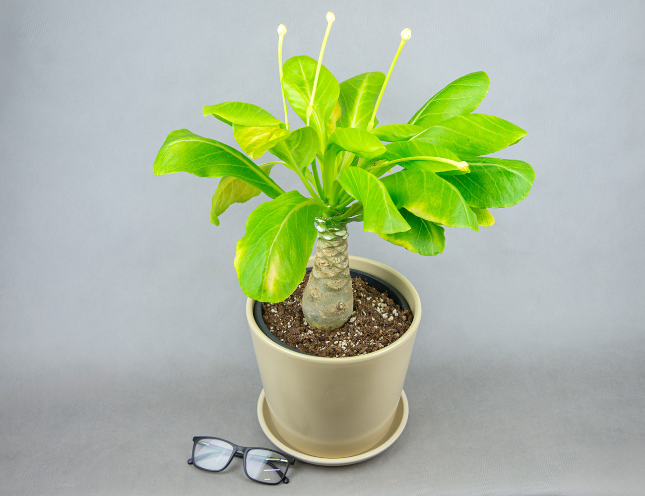 Гавайская пальма Бригамия Ø21