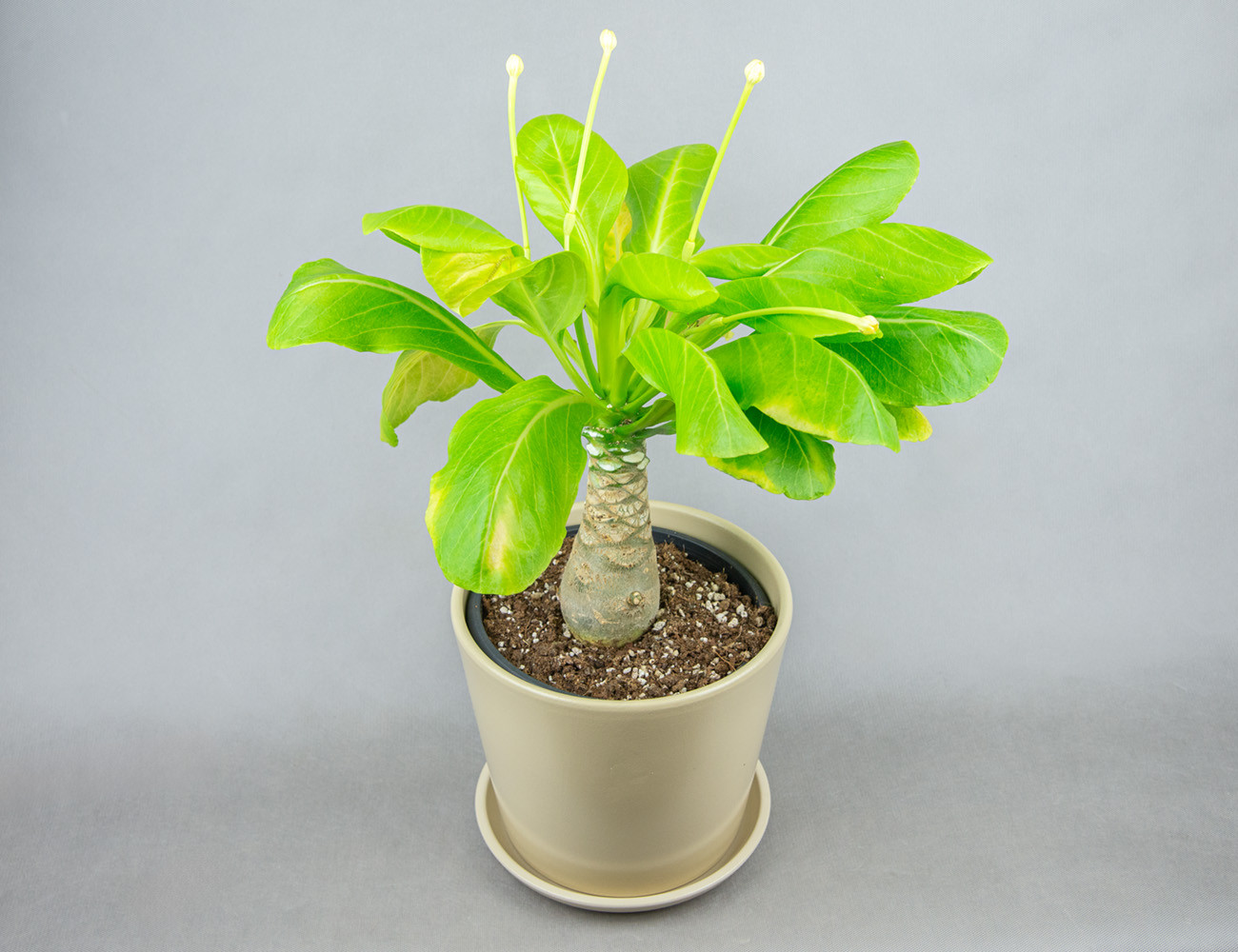 Гавайская пальма Бригамия Ø21