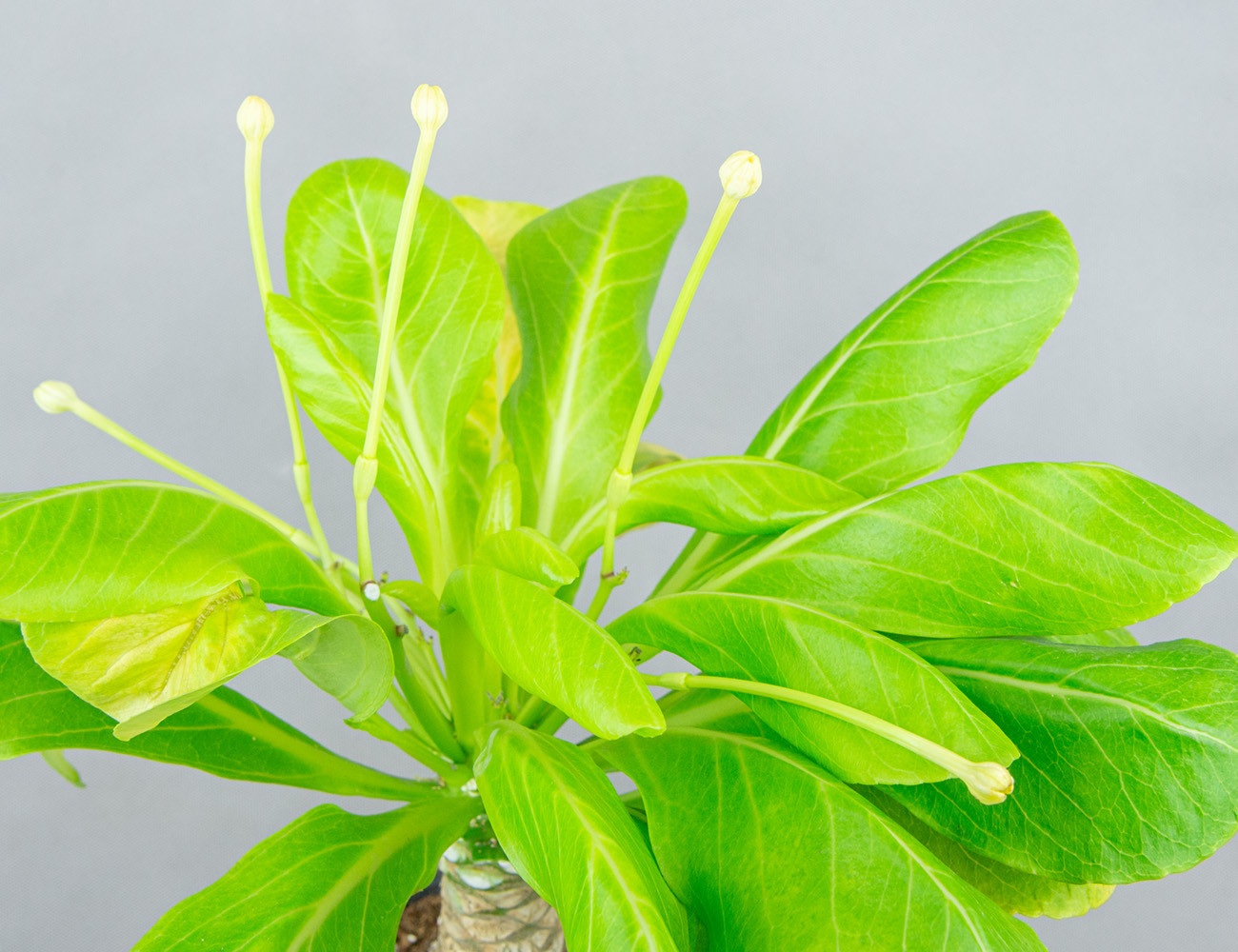 Гавайская пальма Бригамия Ø21