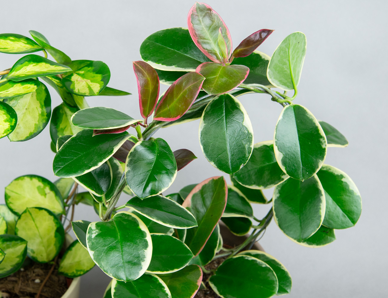 Хойя Микс на опоре-кольце