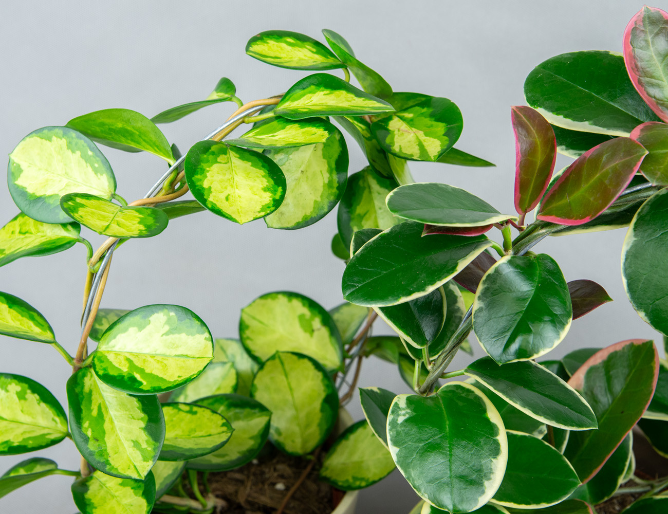 Хойя Микс на опоре-кольце