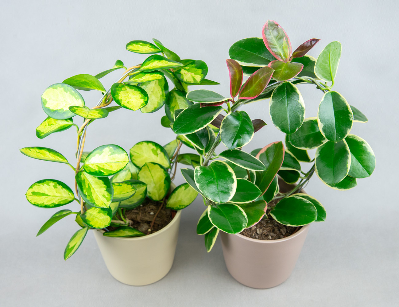 Хойя Микс на опоре-кольце