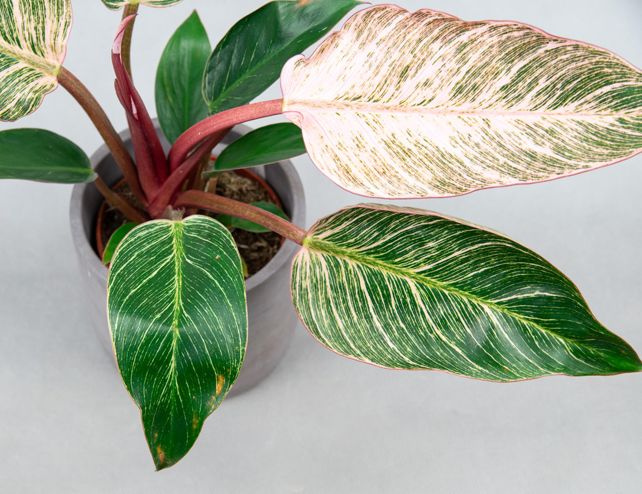 Филодендрон Пинк Биркин