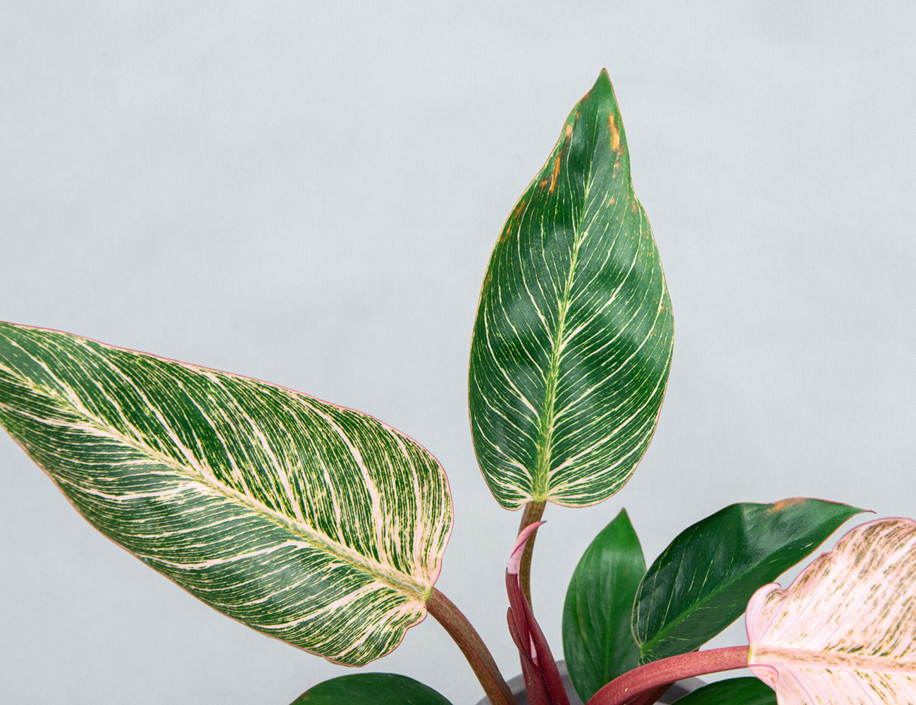 Филодендрон Пинк Биркин