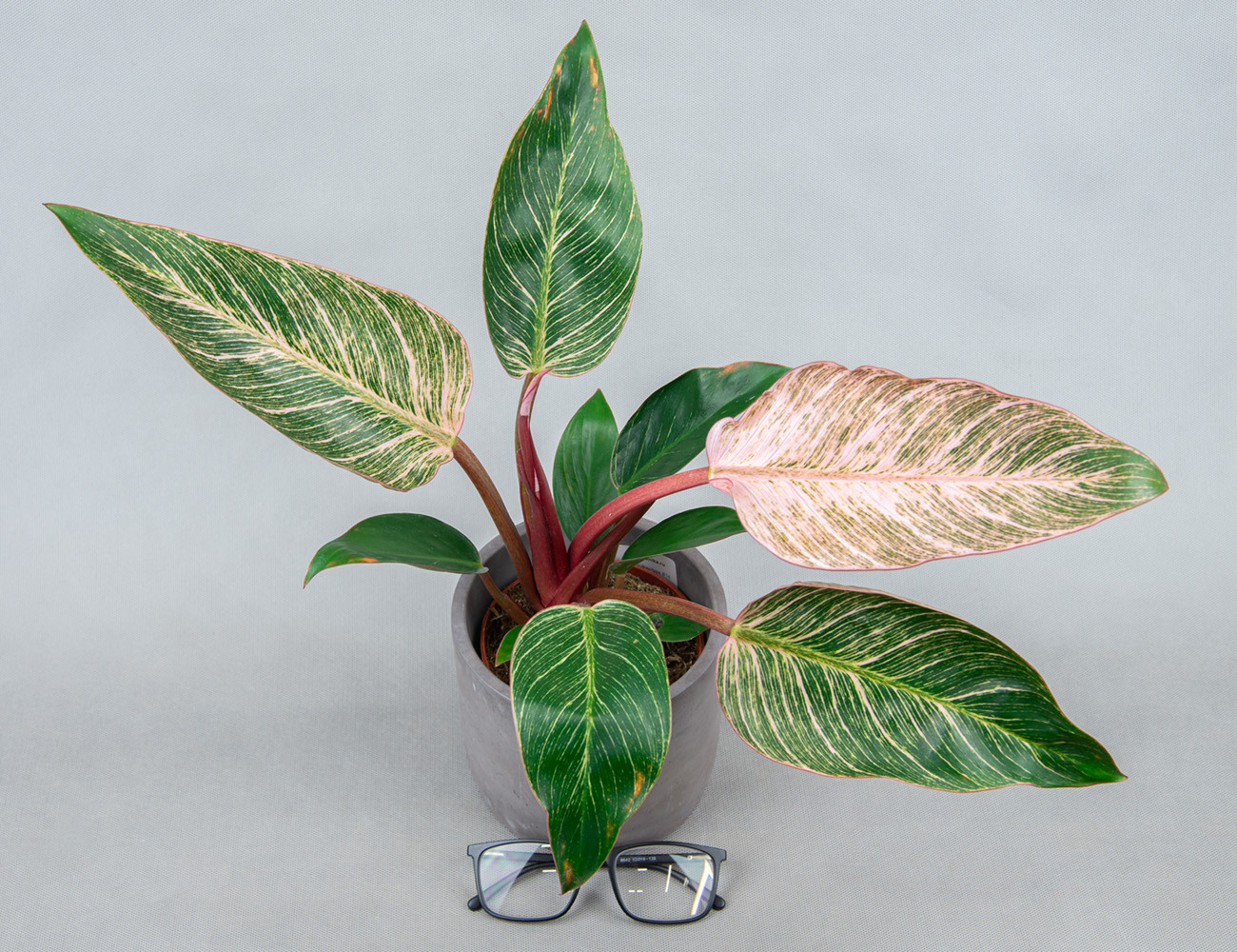 Филодендрон Пинк Биркин