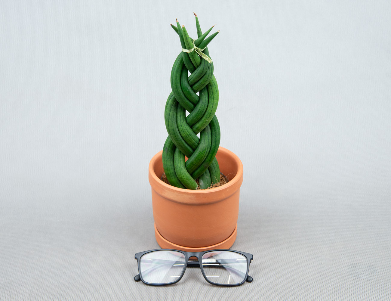 Сансевиерия Цилиндрика Косичка Ø9