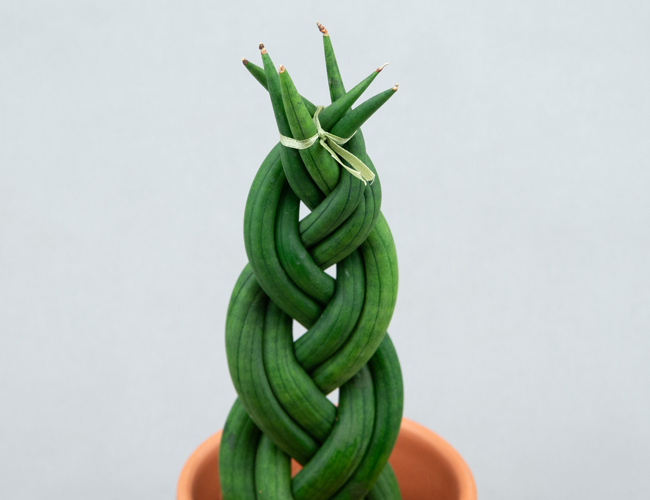 Сансевиерия Цилиндрика Косичка Ø9