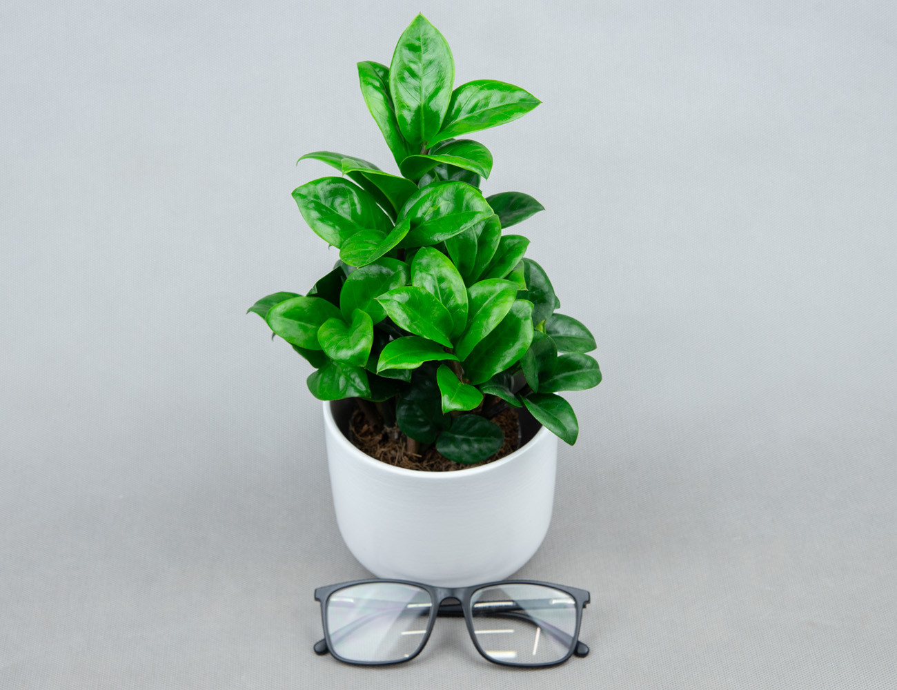 Замиокулькас Зензи Ø9