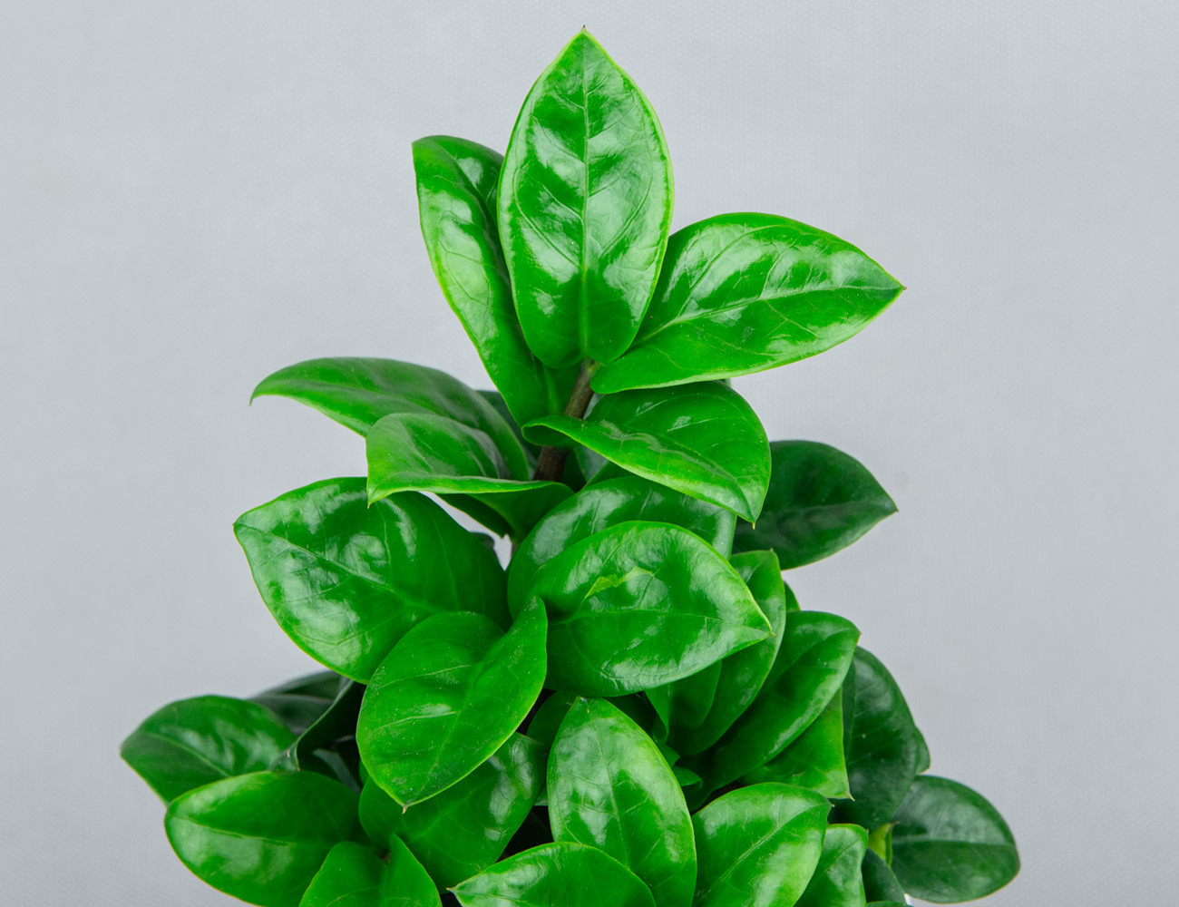 Замиокулькас Зензи Ø9