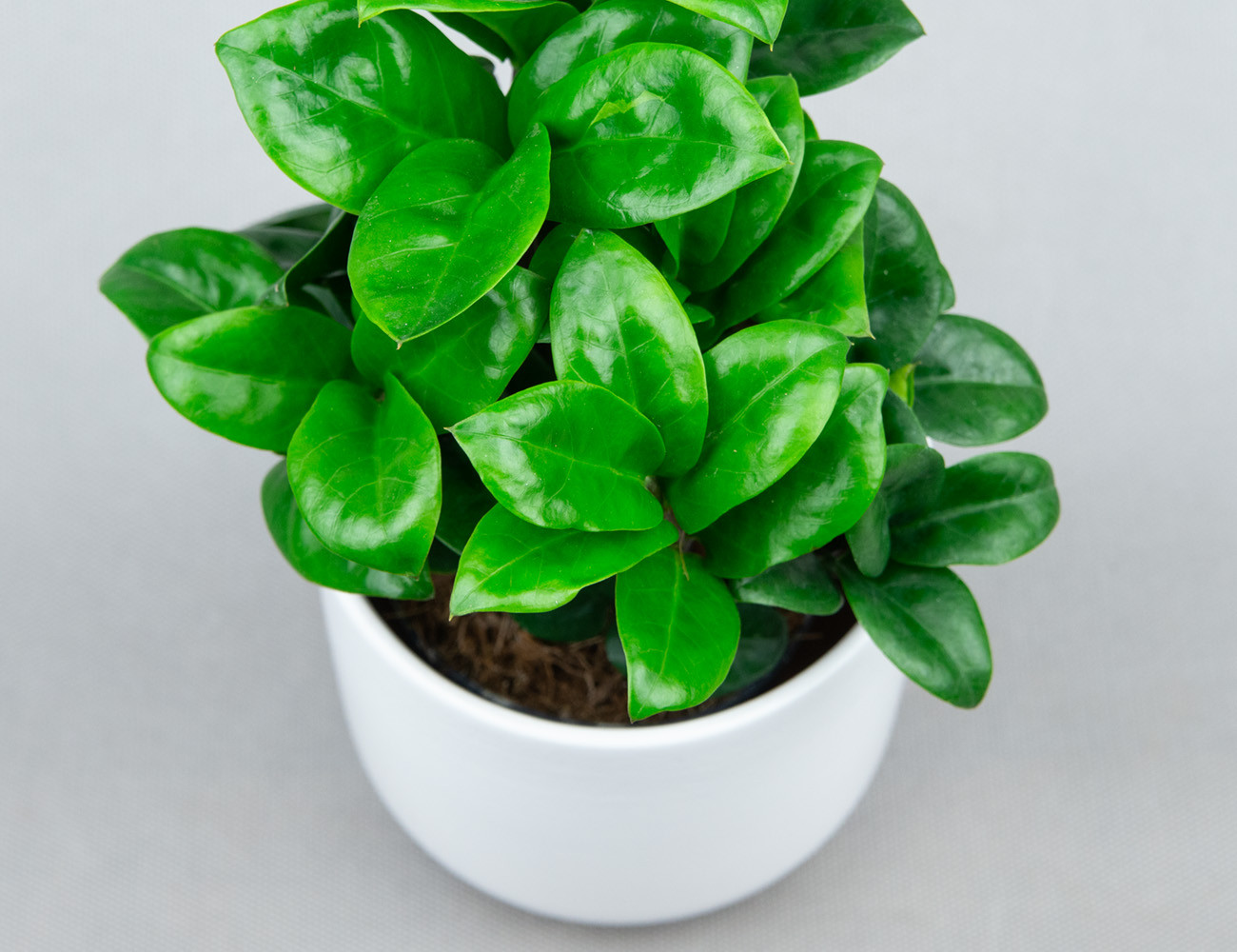 Замиокулькас Зензи Ø9