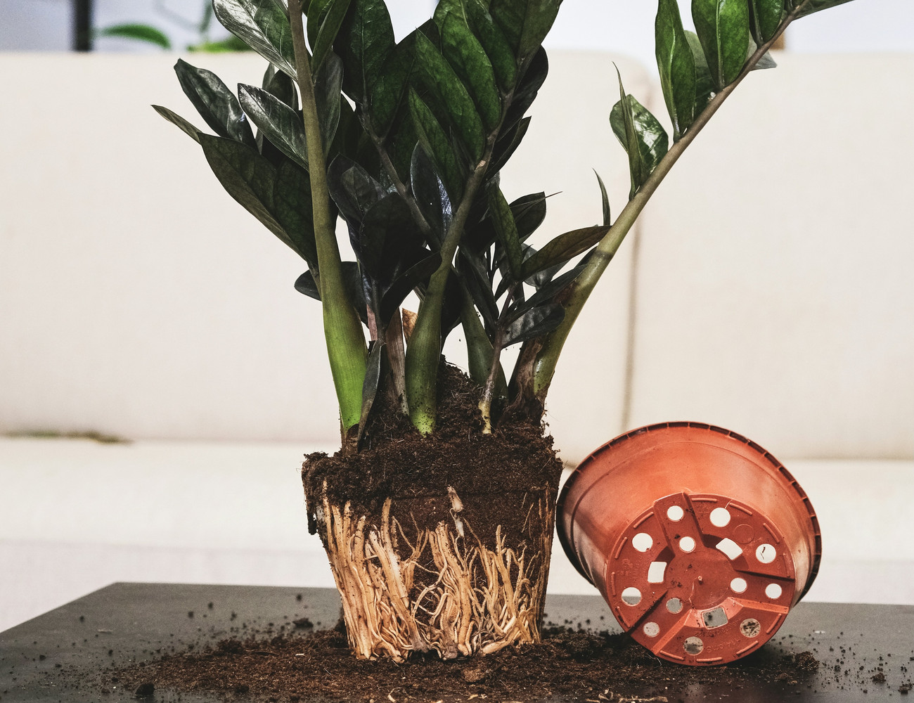 Грунт для суккулентов