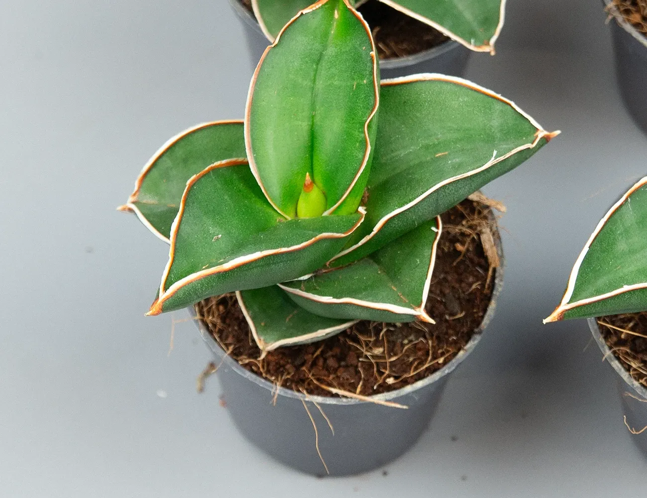Сансевиерия Самурай
