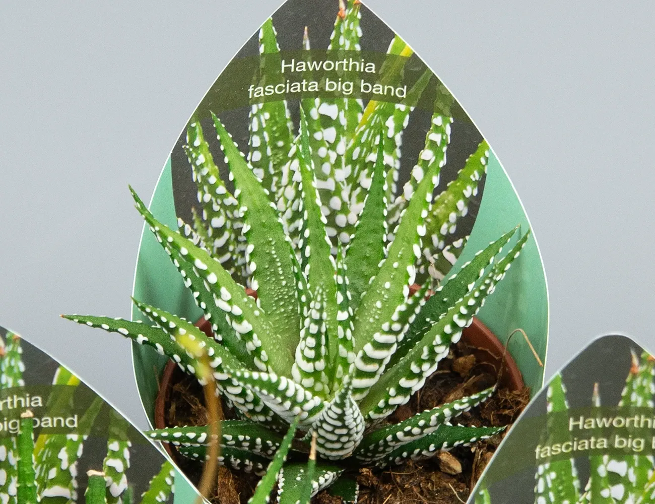 Хавортия Биг Бенд