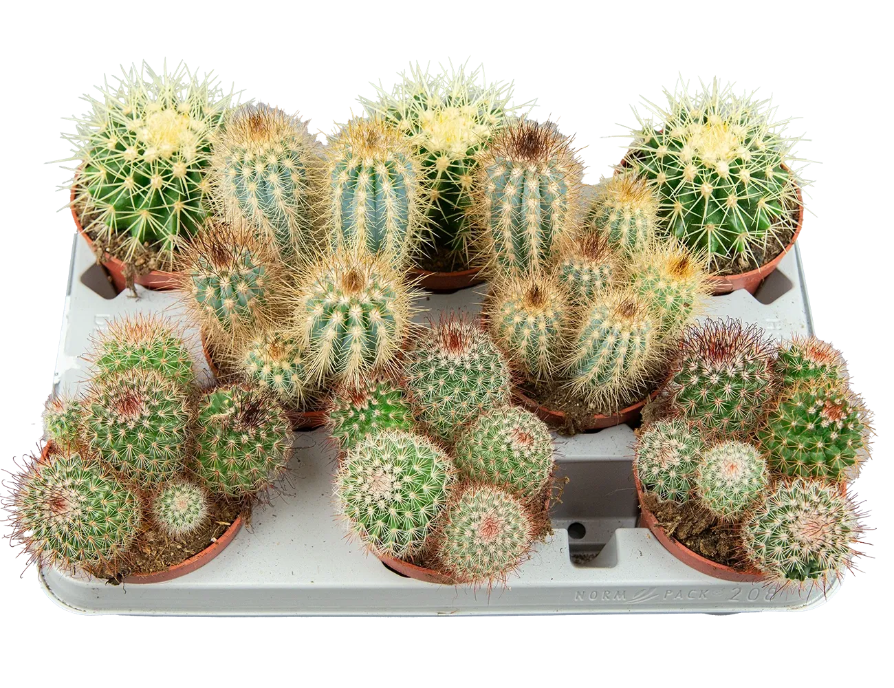 Кактус микс
