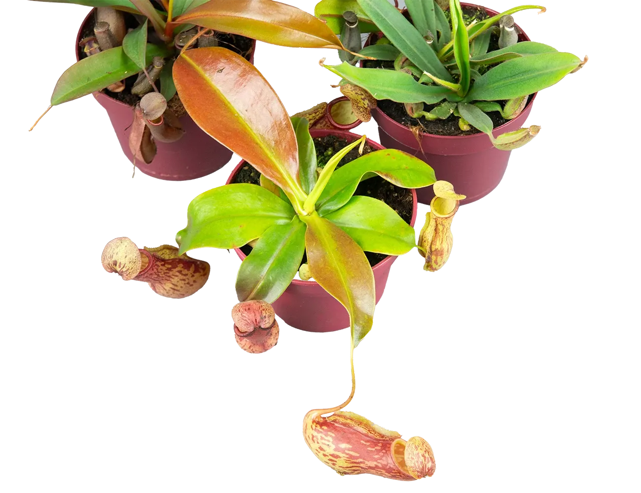 Непентес микс