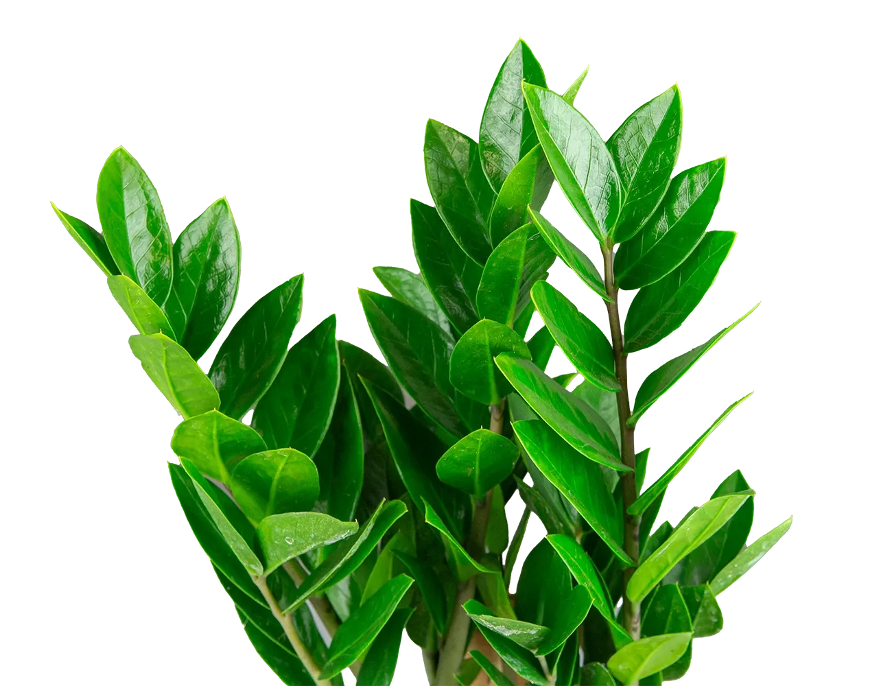 Замиокулькас Замифолия Ø12