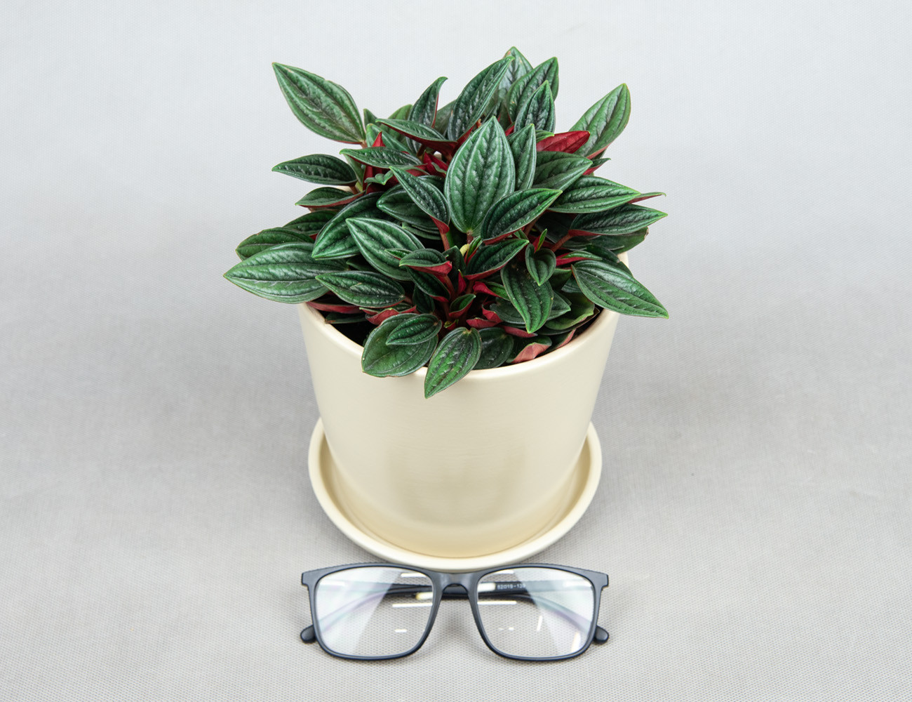 Пеперомия Россо