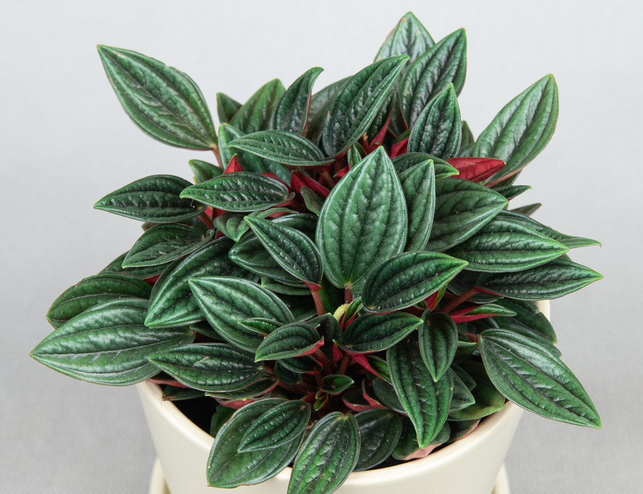 Пеперомия Россо