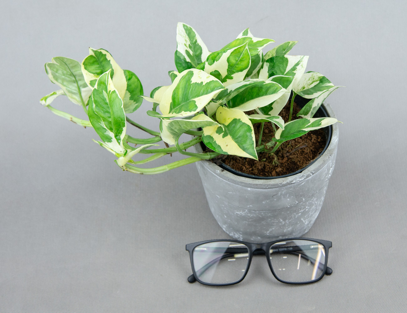 Эпипремнум Njoy