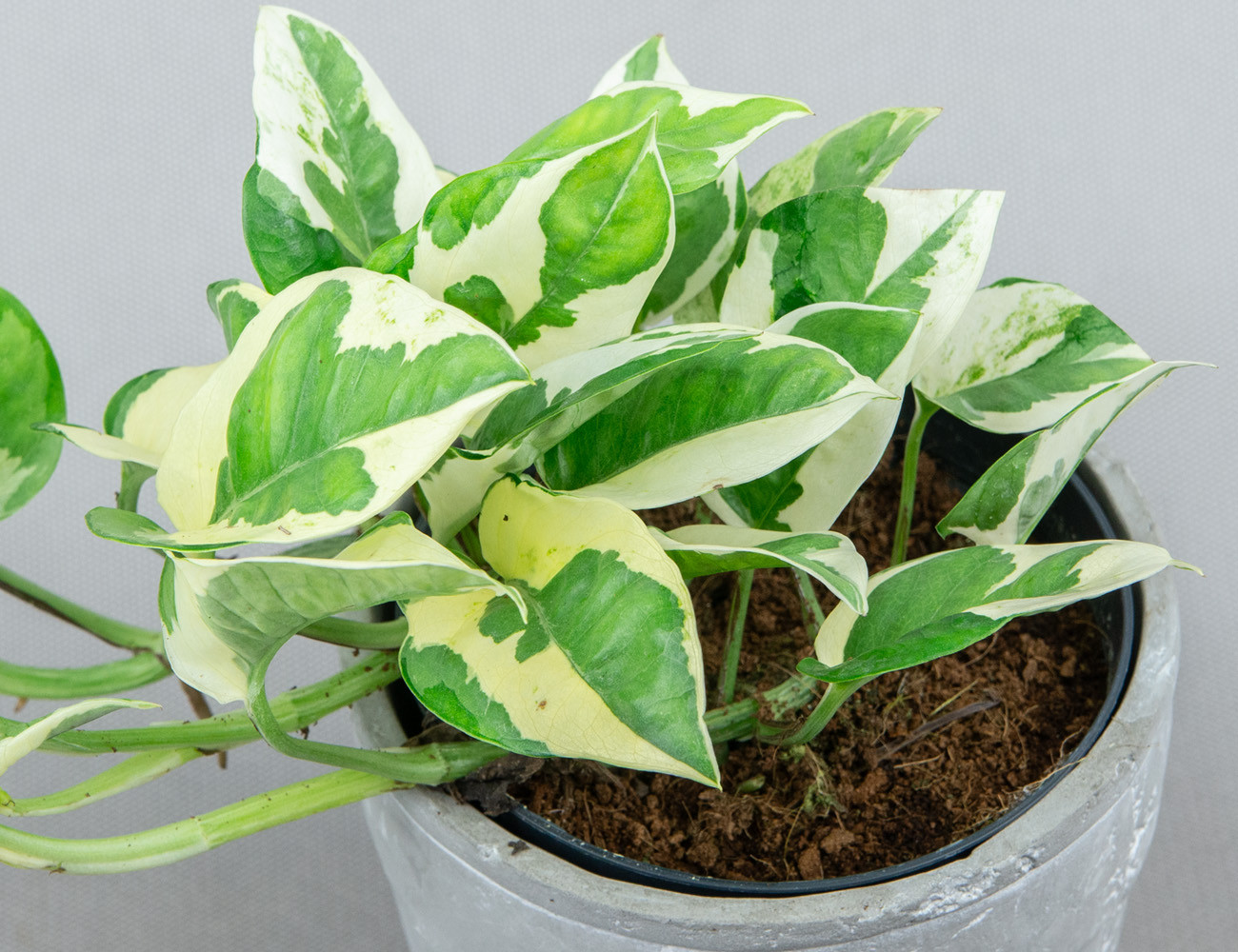 Эпипремнум Njoy