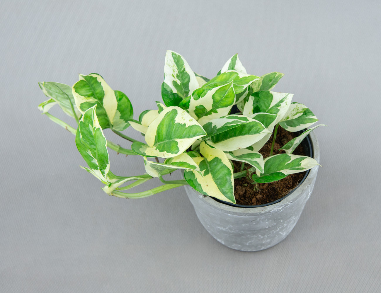 Эпипремнум Njoy