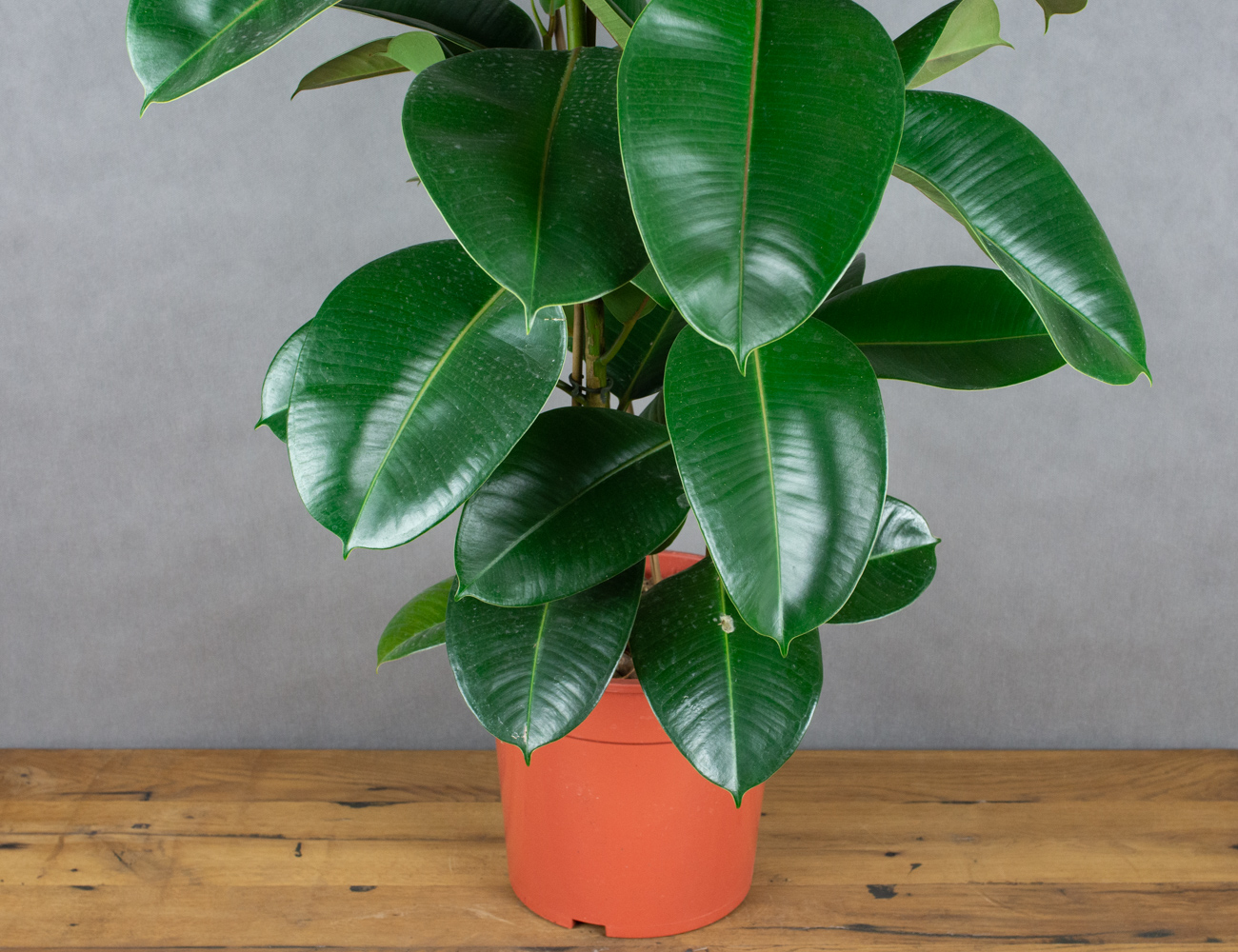 Фикус эластика Робуста 90 см