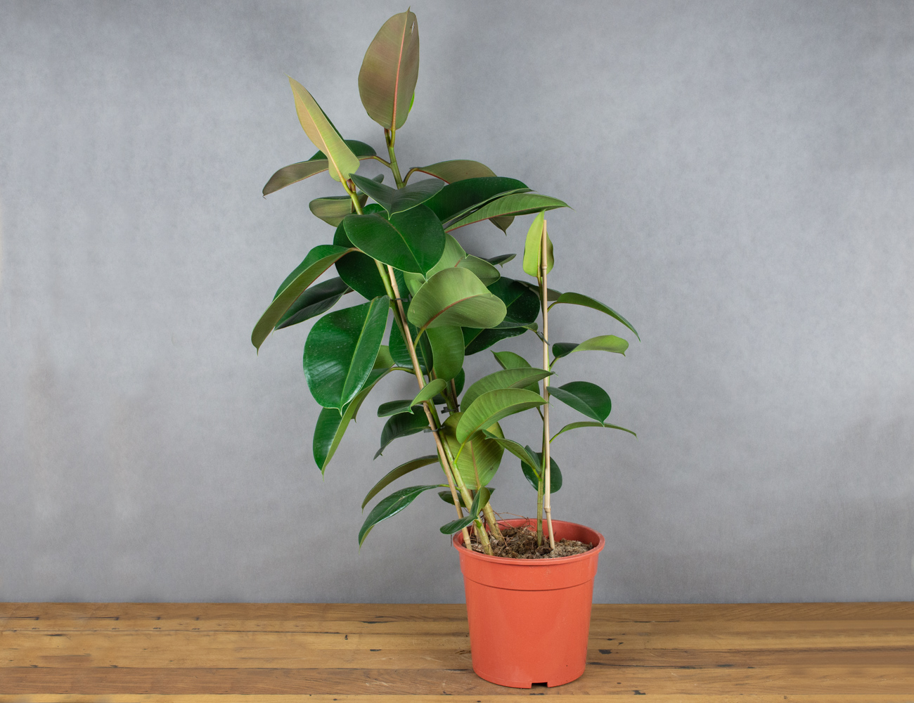 Фикус эластика Робуста 90 см