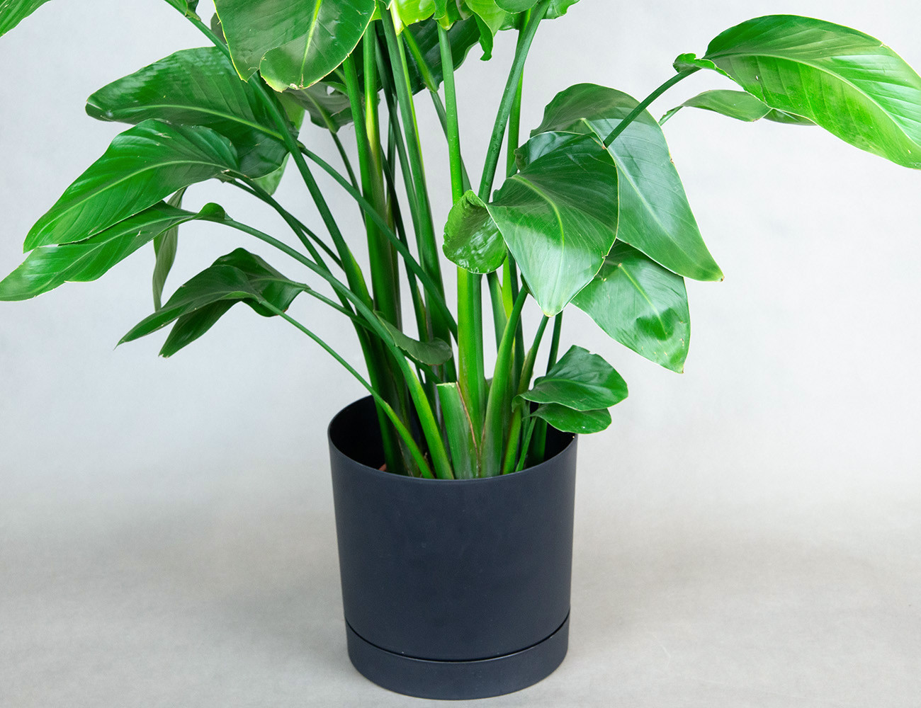 Стрелиция Николая Ø24H120