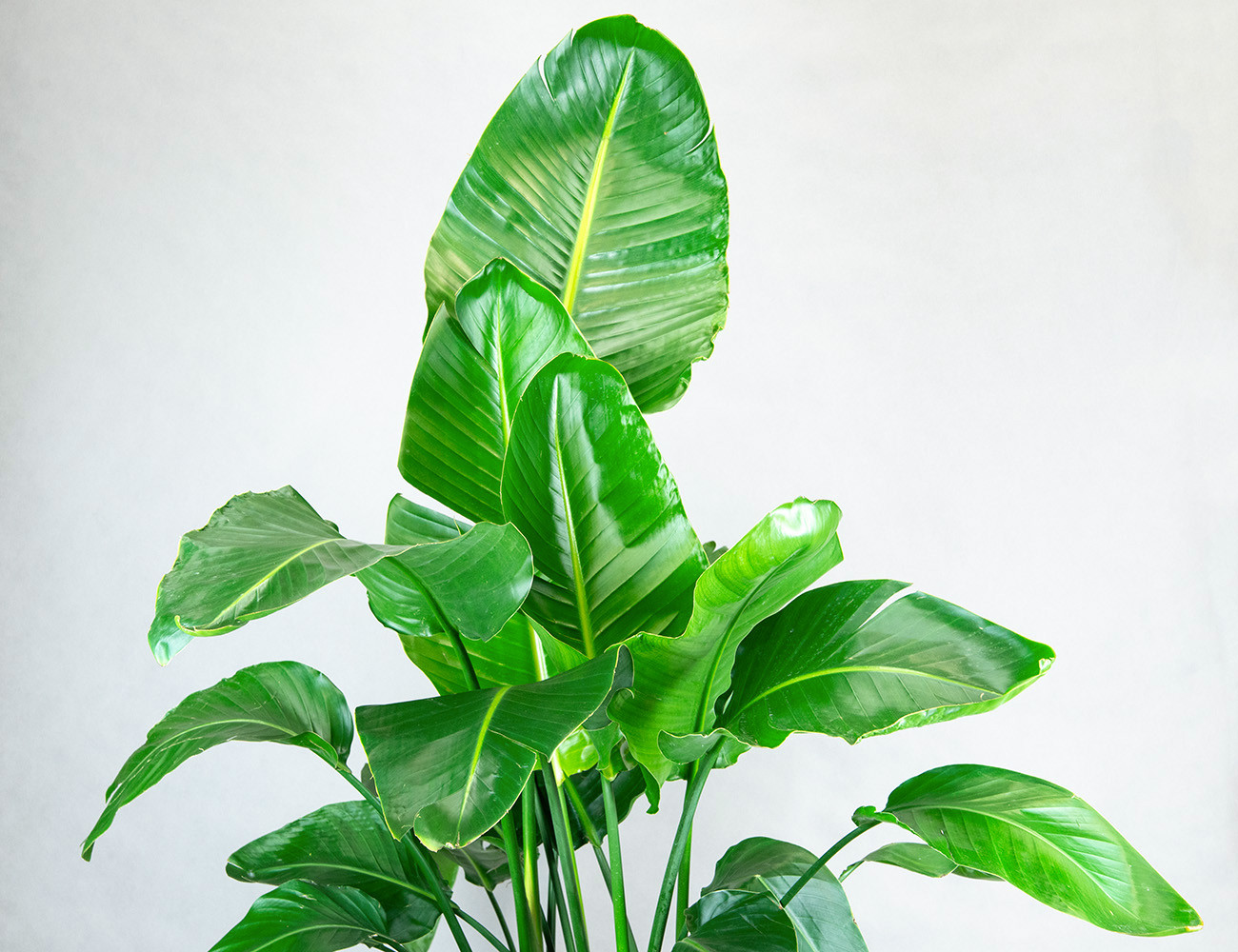 Стрелиция Николая Ø24H120